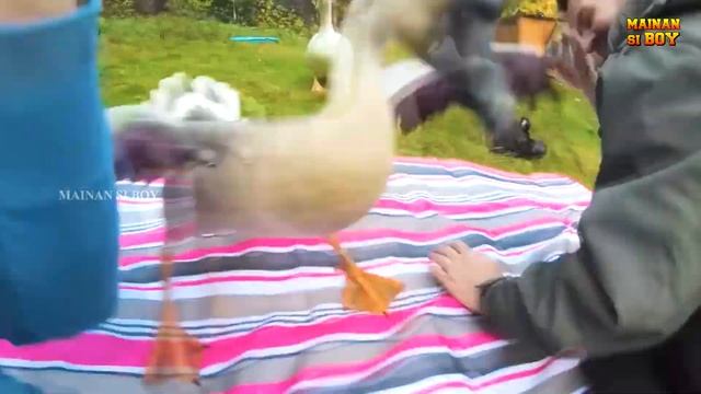 Membersihkan hewan sapi bebek angsa ayam gajah kerbau gorilla domba kepiting singa kucing harimau смотреть онлайн