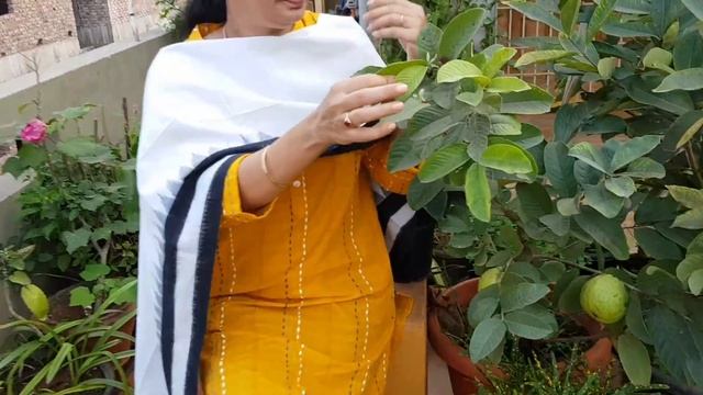చిన్న టిప్ తో జామ కాపుని డబల్ చేయొచ్చు /Guava plant Care #fruittrees #guavaplant #madgardener смотреть онлайн