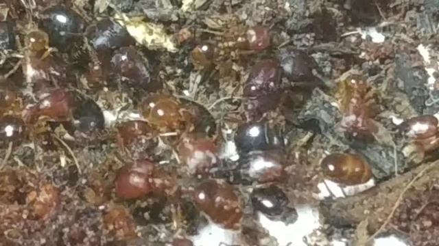 10 Carebara Affinis future super colony смотреть онлайн