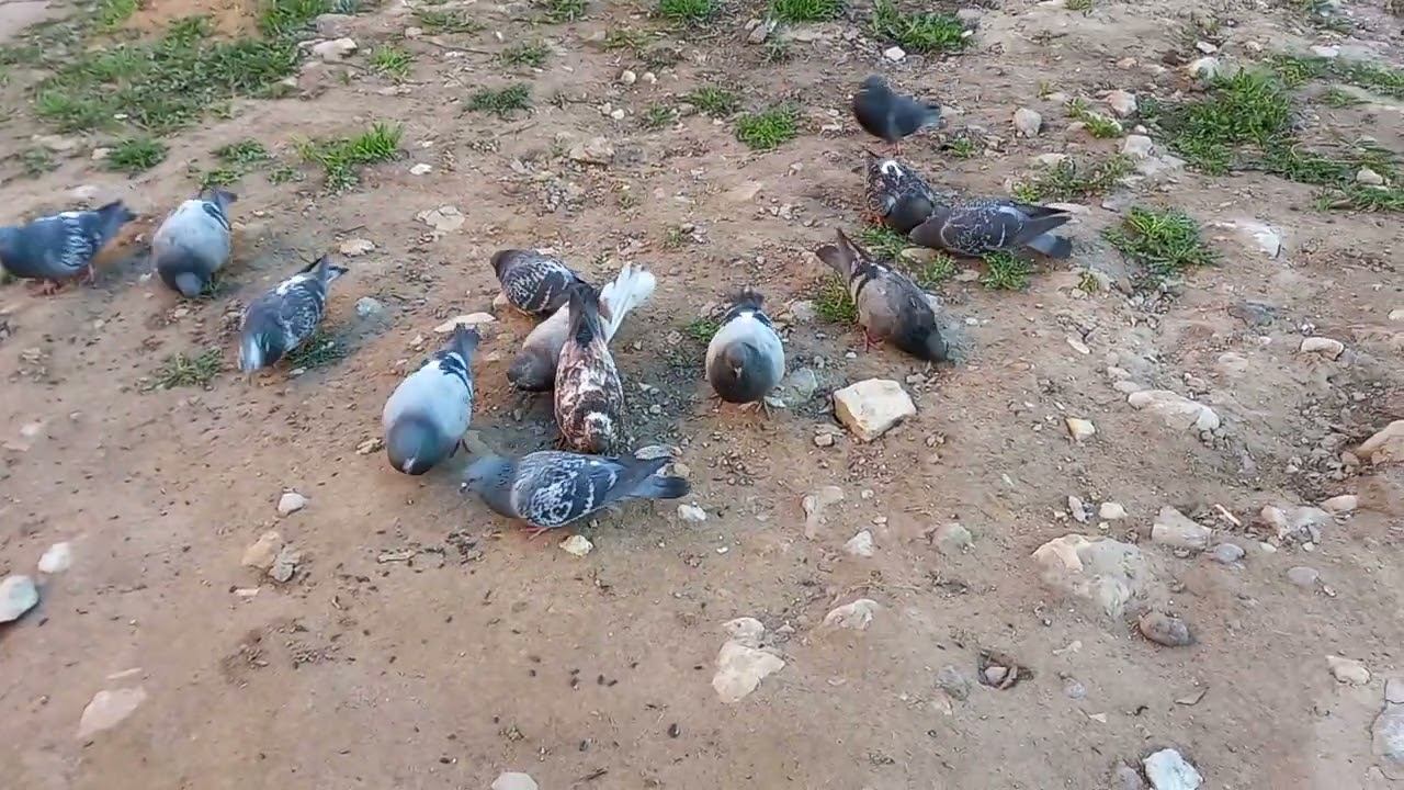 Накормили голубей до отвала смотреть онлайн