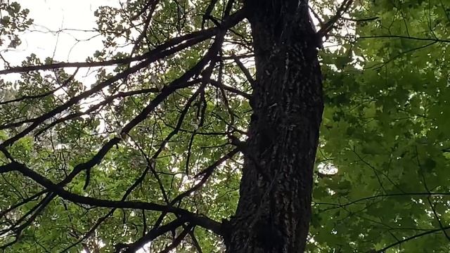 Marten in the forest. Куница в лесу смотреть онлайн