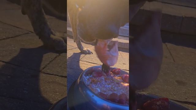 Hybrid Mastiff DEVOURS an Salmon Head in Seconds!!! #dog #mastiff #asmr #raw смотреть онлайн