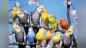 УРОК 1. 🎧 СЛУШАЙ И ЗАПОМИНАЙ. УЧИМ ПОПУГАЯ ГОВОРИТЬ СЛОВО "ПРИВЕТ"