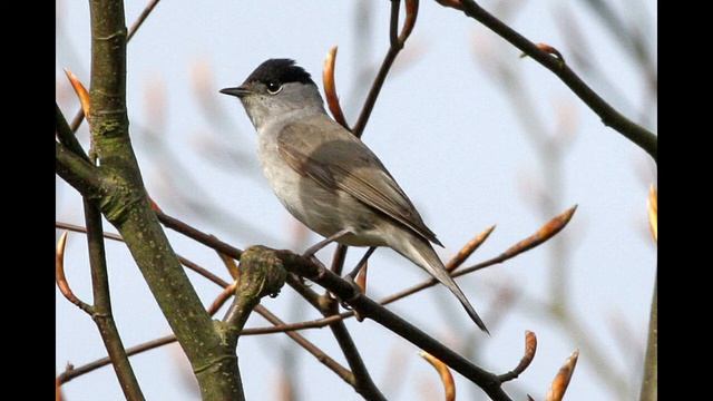 Eurasian Blackcap (Sylvia Atricapilla) 🧢