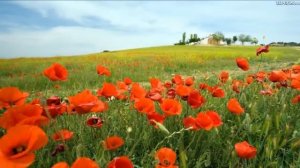 Диля Нигматуллина "Мэк чэчэге" Татар халык жыры