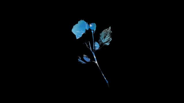 You're Adored смотреть онлайн