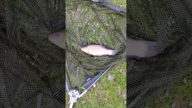 Линь, рыбалка в июле смотреть онлайн