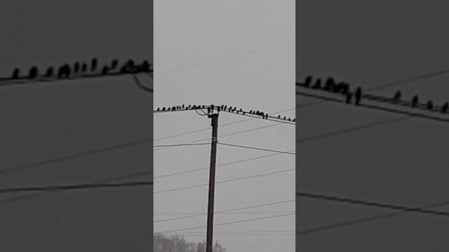 Снежинки, стая птиц, ива весной 31 марта 2023 смотреть онлайн