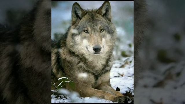 Волчица смотреть онлайн