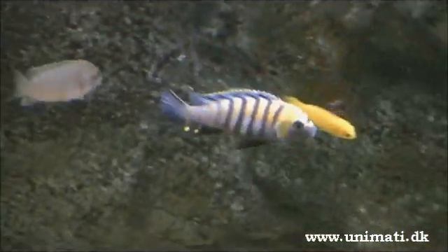 Cynotilapia Afra Cobue   Cobue