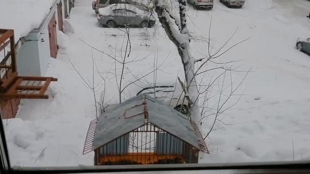 Ловля певчих птиц. Щеглы, чечет! смотреть онлайн