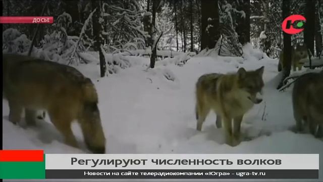 В Советском районе регулируют численность волков смотреть онлайн