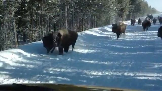 Charging Bison in Yellowstone National Park смотреть онлайн