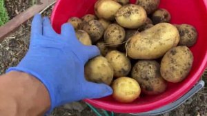 Картофель. Ведро с куста