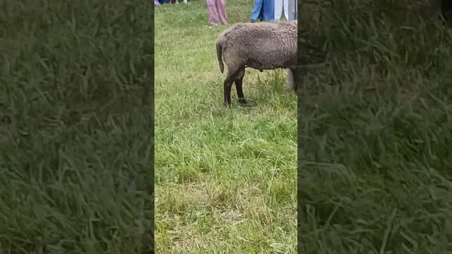 Tatarstan. Sabantuy. The ram will go to the winner in the fight. смотреть онлайн