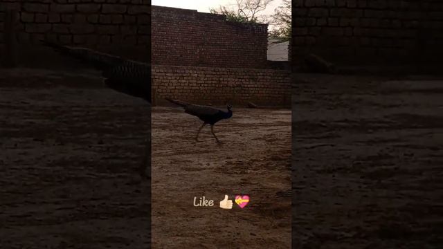 # beutiful # peacock # amazing # status # video # national # bird # have # a Like # subscribe # 💝💖👍 смотреть онлайн