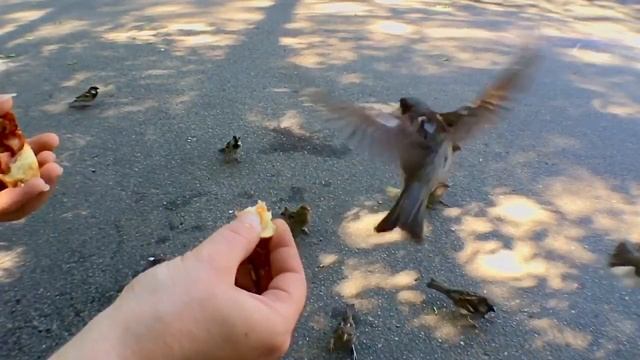 Прямо кадр с спецэффектами, крошки разлетаются во все стороны смотреть онлайн