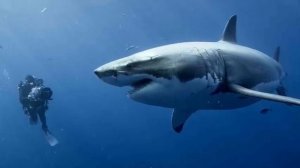 Интересные факты о Рыбе