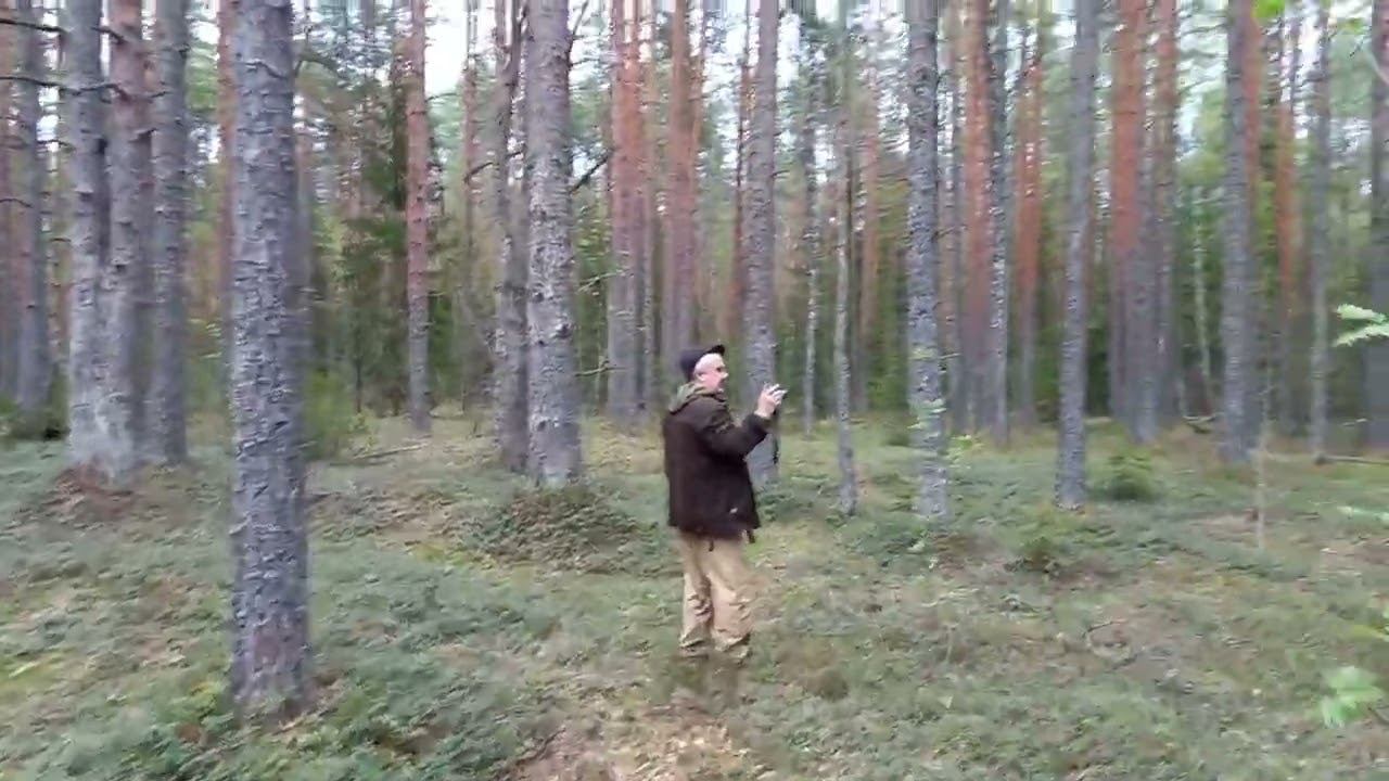 Сосновый бор чистый как парк смотреть онлайн