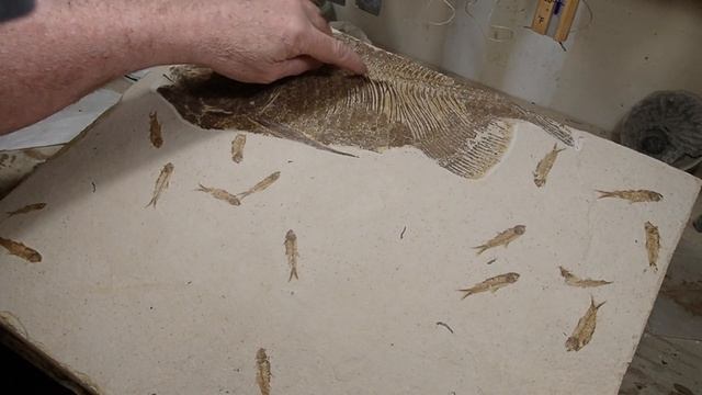 Prepping Fossils - What Tools and Things I use to Prep Fossils With смотреть онлайн