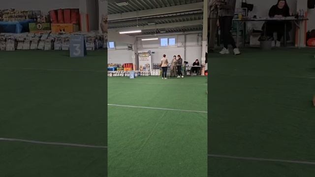 Вести с выставочных полей.