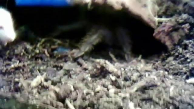 Baby-Theraphosa blondi vs Baby-Maus смотреть онлайн