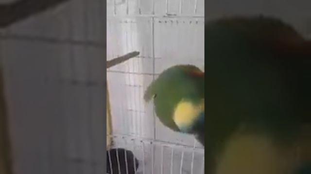 Попугай поет в песьнью смотреть онлайн