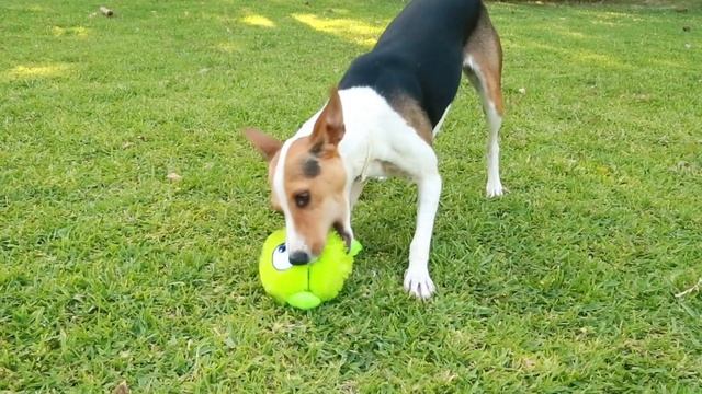 Accesorios De Tiempo Libre Flamingo Para Mascotas - Tiendanimal