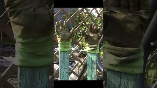 Мои садовые перчатки. Дмитрий Шлапак смотреть онлайн