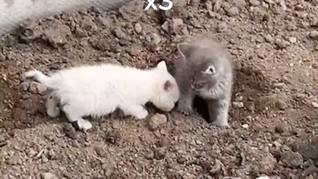 холи бам песня про котят но разными скоростями 😎✅ @HolyBaam смотреть онлайн