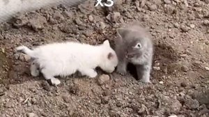 холи бам песня про котят но разными скоростями 😎✅ @HolyBaam