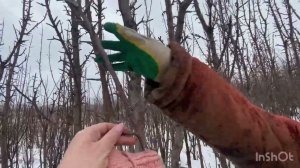 Прогулка по зимнему саду КФХ Абрикос. Встреча. Часть 1