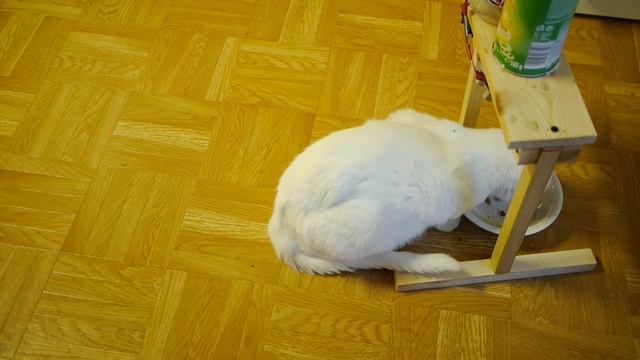 Simple and stupid automatic cat feeder смотреть онлайн