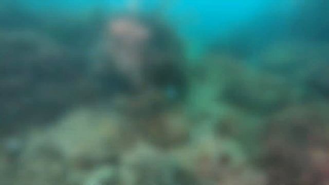 Cephalopods @ The cove смотреть онлайн