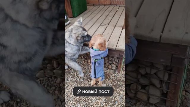 Социализация щенков