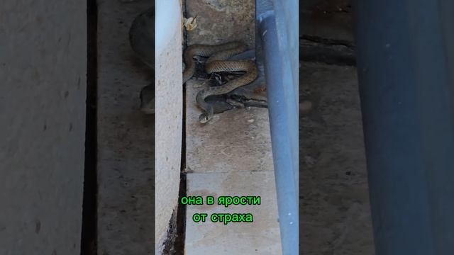 К нам приползла змея! смотреть онлайн