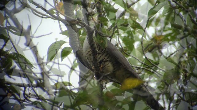 公園で出会ったツツドリ / Himalayan Cuckoo смотреть онлайн