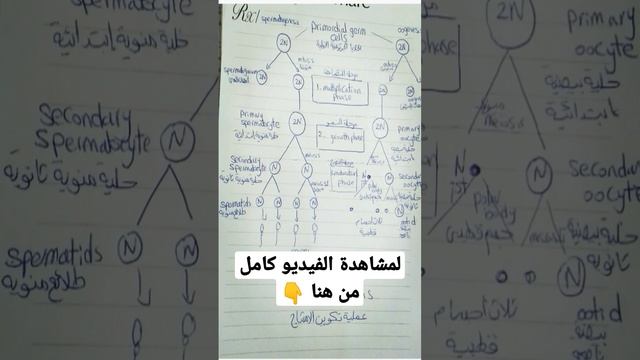 تكوين الحيوانات المنوية و البويضة (الأمشاج) (Spermatogenesis and Oogenesis(Gametogenes смотреть онлайн