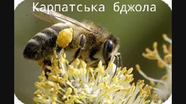 Види Бджіл смотреть онлайн