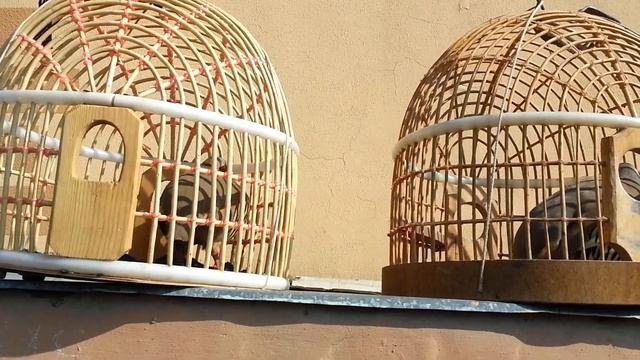 Куропатка в рынок птицы городе Истаравшана, Каклик Кабк смотреть онлайн