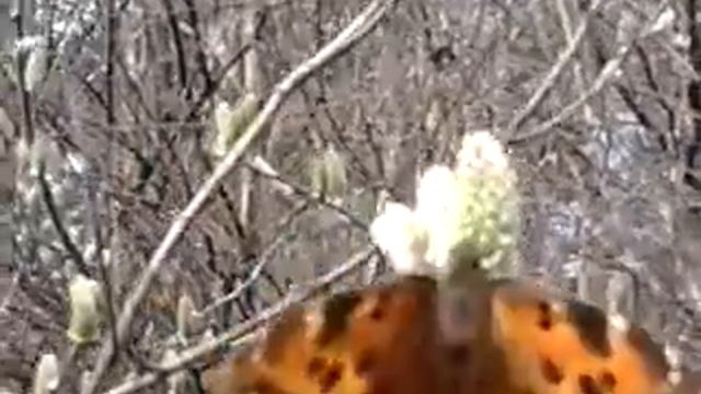 метелик смотреть онлайн