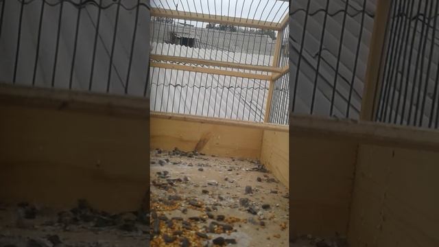 Щигол смотреть онлайн