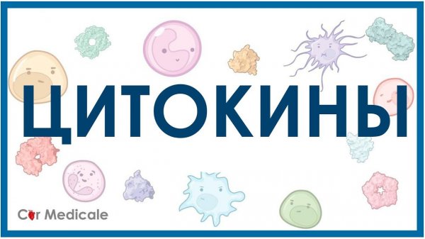 Цитокины: интерлейкины, интерфероны, факторы роста, факторы некроза опухоли - кратко | Иммунология