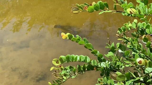 Alligator surprise in the water (Spanglish version) 3/3 смотреть онлайн