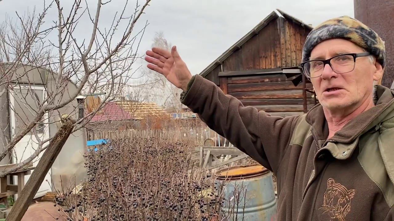 Коротко о хвойных