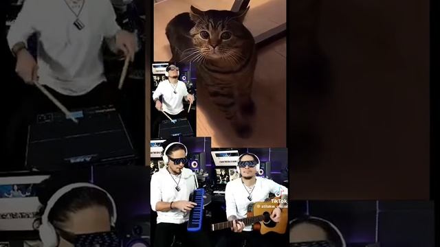 Музыка от кошки 🐱 смотреть онлайн