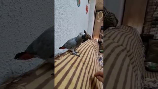 "страшный"милый"зверь" смотреть онлайн