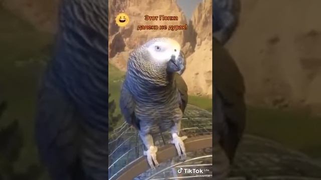 Этот попка далеко не дурак😅😅😅🤣🤣🤣😂😂😂😆😆 смотреть онлайн