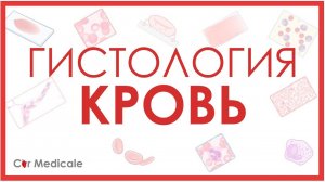 Гистология: кровь