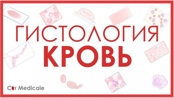 Гистология: кровь